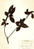 藏品(通條樹)的圖片